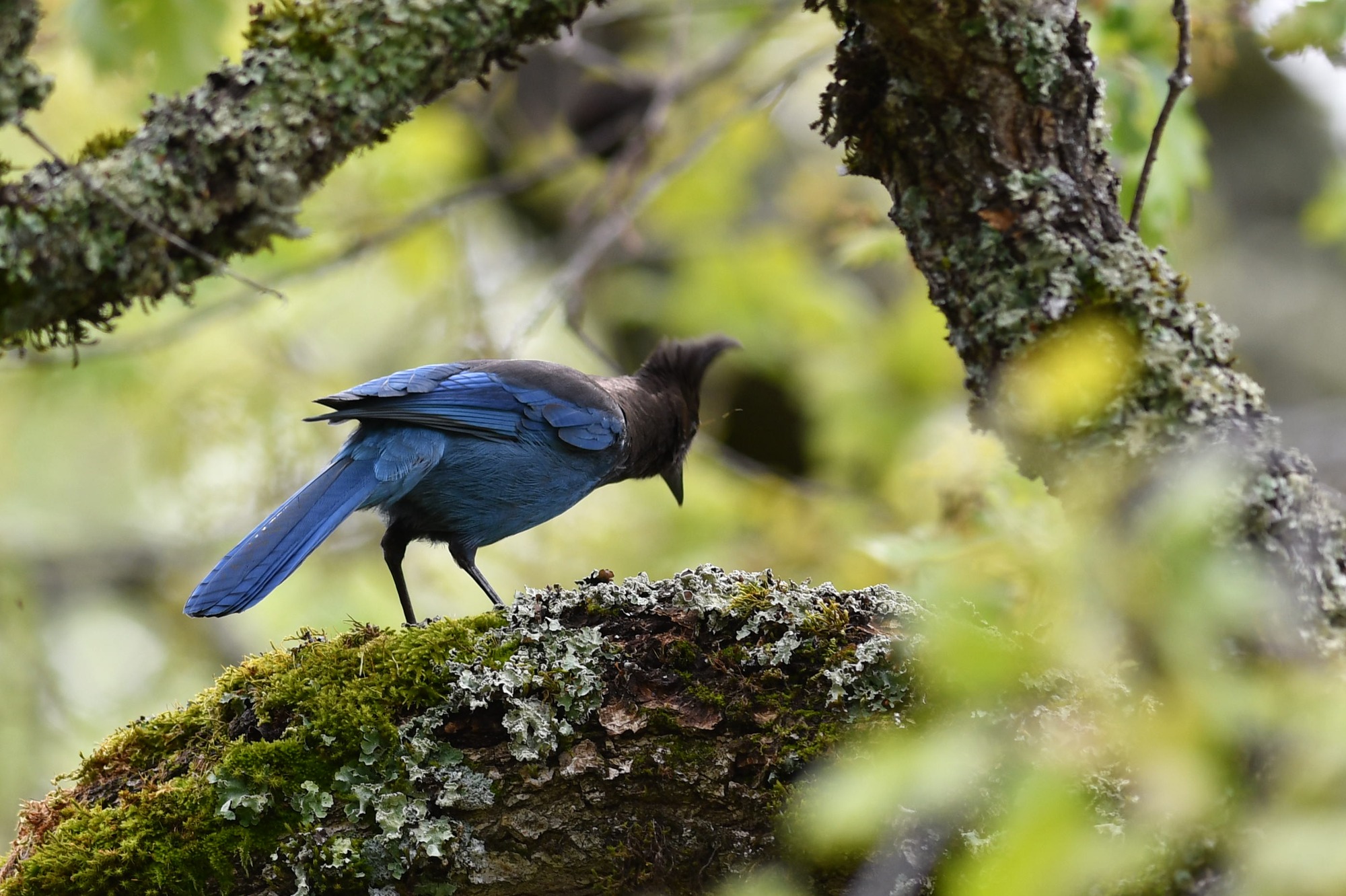 Stellers gaai (Cyanocitta stelleri)